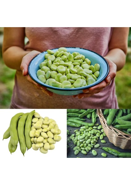 Sakız Bakla Tohumu Fava Beans Seeds indirimleri