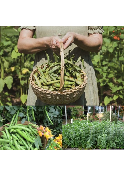 Sakız Bakla Tohumu Fava Beans Seeds
