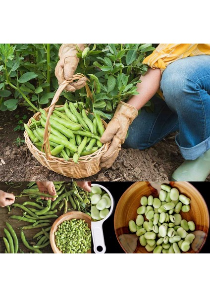 Sakız Bakla Tohumu Fava Beans Seeds