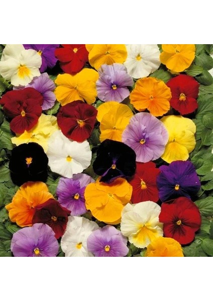 Viola Tohumu 7 Renk Karışım Düz Renkler Viola x Wittrockiana