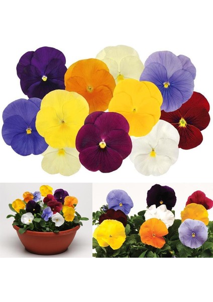 Viola Tohumu 7 Renk Karışım Düz Renkler Viola x Wittrockiana fiyatları