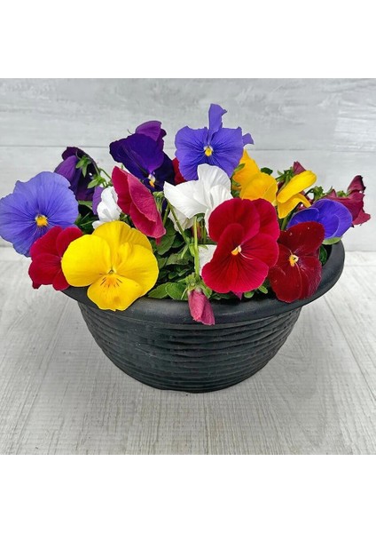 Viola Tohumu 7 Renk Karışım Düz Renkler Viola x Wittrockiana modelleri