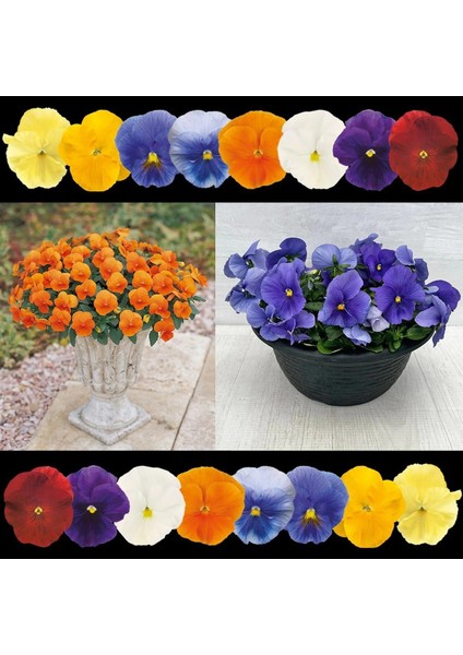 Viola Tohumu 7 Renk Karışım Düz Renkler Viola x Wittrockiana fırsatları