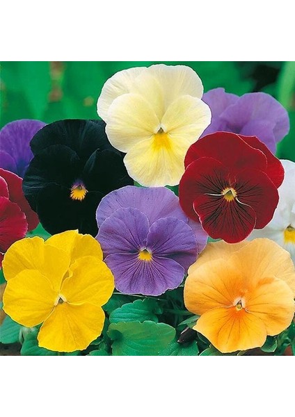 Viola Tohumu 7 Renk Karışım Düz Renkler Viola x Wittrockiana