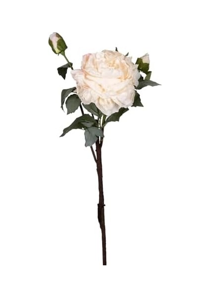 Gül Kurumuş Efektli Krem 60 Cm. fiyatları