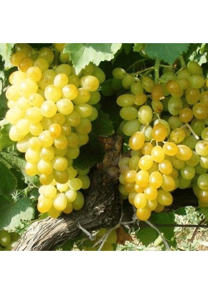 2 Yaş Tekirdağ Misketi Üzüm Fidanı fırsatları