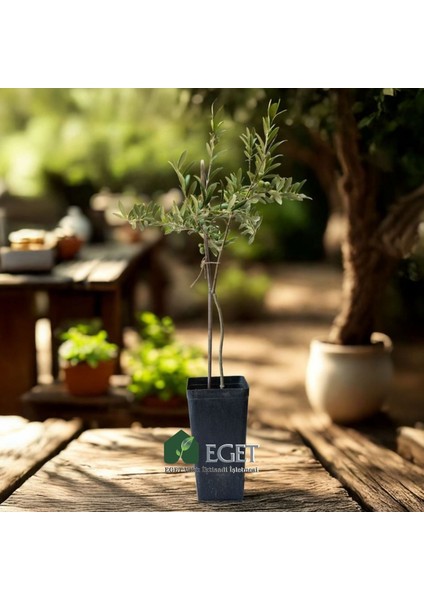 Organik Arbequina Zeytin Fidanı modelleri