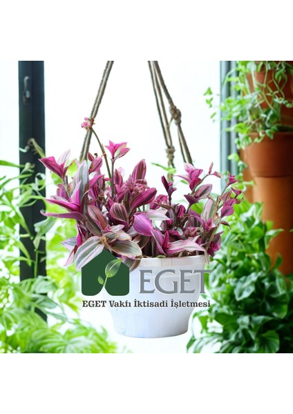 Pembe Telgraf Çiçeği (Tradescantia Nanouk) 2lt fırsatları