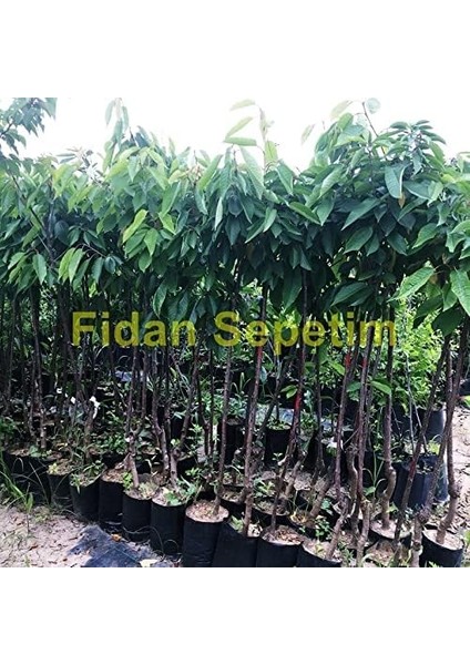 Sepetim 3 Yaş Aşılı Yarımca (Early Burlat) Kiraz Fidanı fiyatları