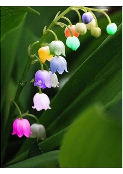 Dünyam Çok Nadir Ithal Renkli Çan Orkide Çiçeği Tohumu 5 Tohum fiyatları