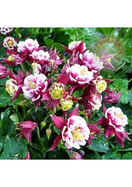 Dünyam Katmerli Haseki Küpesi Çiçeği Tohumu