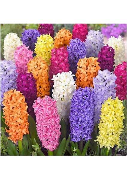 5 Adet Sümbül Soğanı Karışık Renk