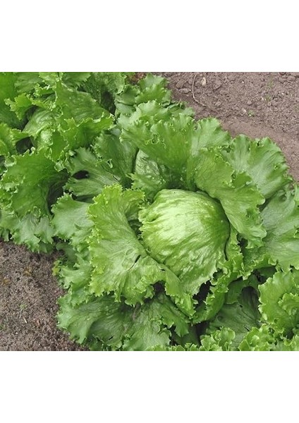 Iceberg (Çoklu Tohum) - 3 Gram modelleri