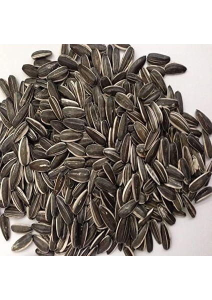 Siyah Çerezlik Çitlemelik Ayçiçeği Çekirdek Tohumu (1 Kg)