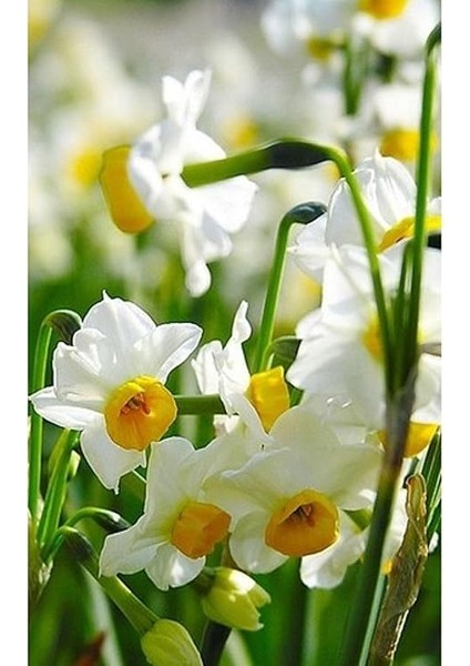 Karışık Renk Nergis Soğanı 5 Adet fiyatları