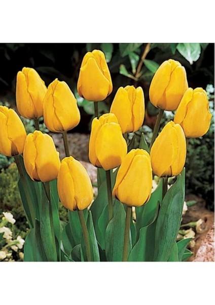 Sarı Lale Soğanı 5 Adet