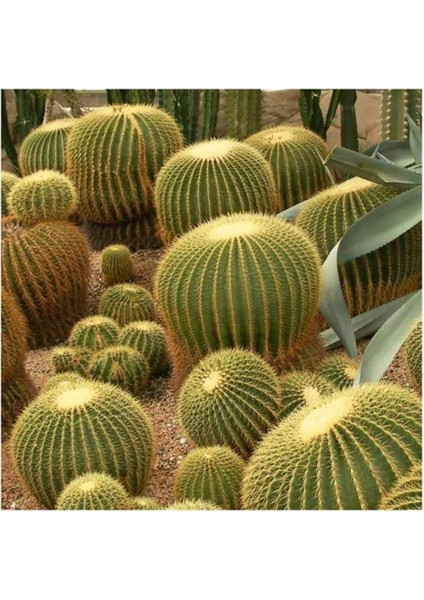 Kaktüs Çiçeği Tohumu 10 Adet Tohum Çiçek Tohumu