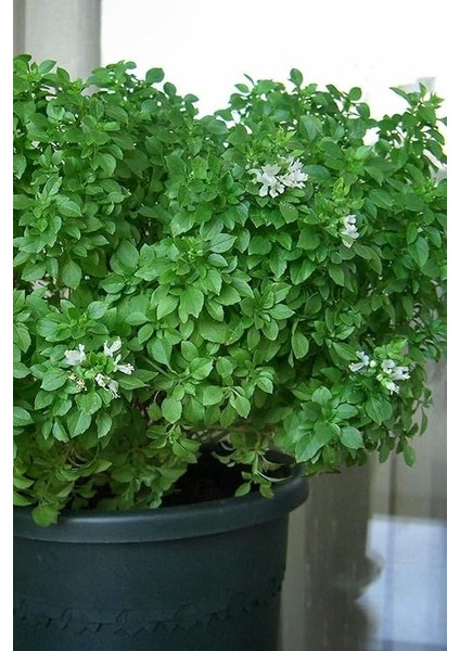 Kokulu Fesleğen Tohumu / 20 Adet Tohum fırsatları