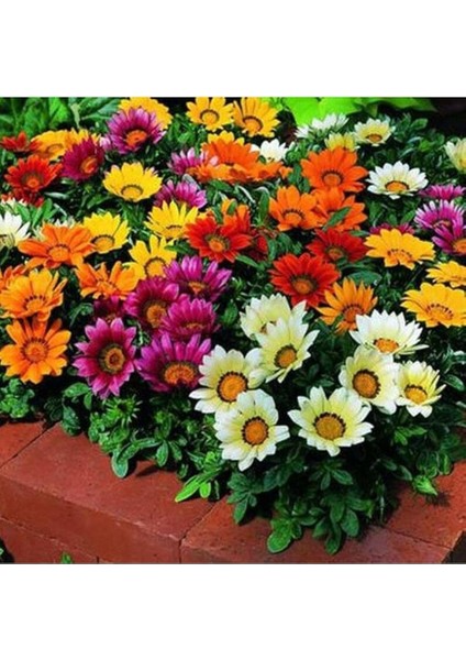 Dünyam 10 Adet Gazania Mix Flower Tohumu