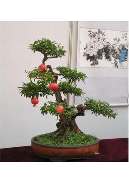 Dünyam Nadir Ithal Bodur Nar Bonzai Ağacı Tohumu 5 Tohum Bonsai Tohumu fiyatları