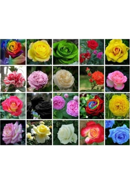 Look Ithal Nadir 20 Farklı Renkte Gül Tohumu 20 Adet Tohum TH-8777963100297