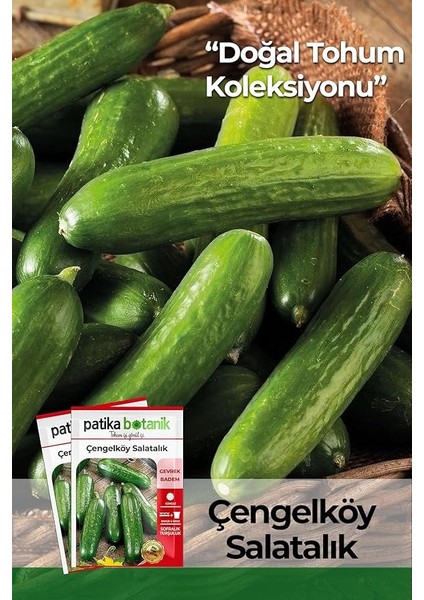 BOTANIK-150 Adet Çengelköy Salatalık Tohumu