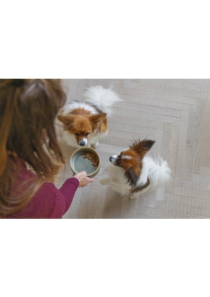 Yzlal Beeztees Dbl Köpek Mama Su Kabı, Seramik, Yeşil, 13,5cm, 500ML fırsatları