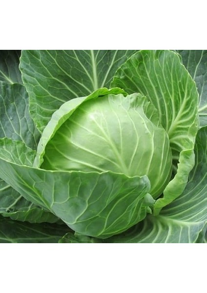 Beyaz (Çoklu Tohum) - 5 Gram modelleri