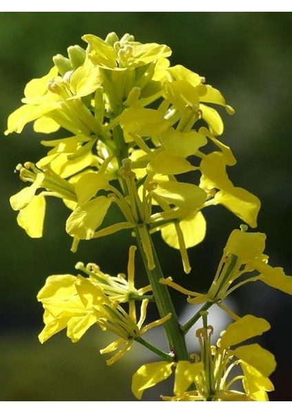 Tarım Mikro Filiz Yeşilliğe Uygun Doğal Sarı Hardal Tohumu 1000 Adet Tohum indirimleri