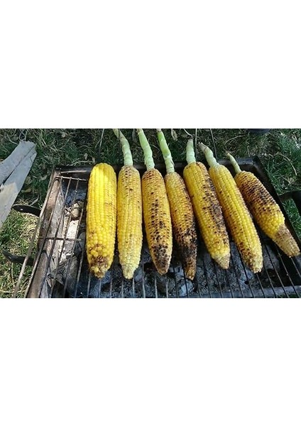 Tarım Yerli Doğal Süt Mısır Haşlama Közleme 50 Ad. Tohum fırsatları