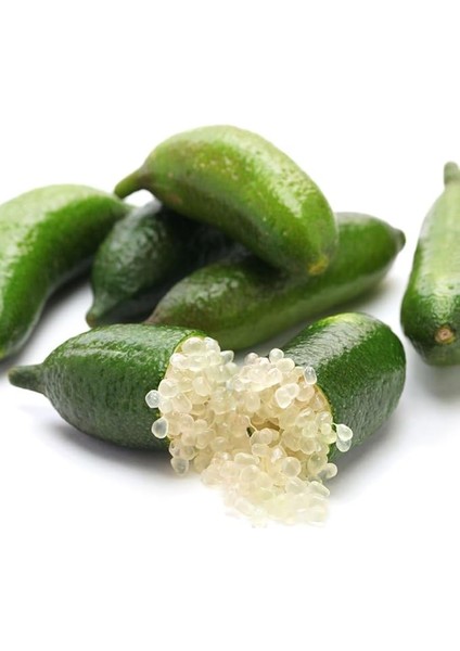 Naturel Tüplü Aşılı Mikro-Narenciye Finger Lime Fidanı-Meyve Verme Durumunda