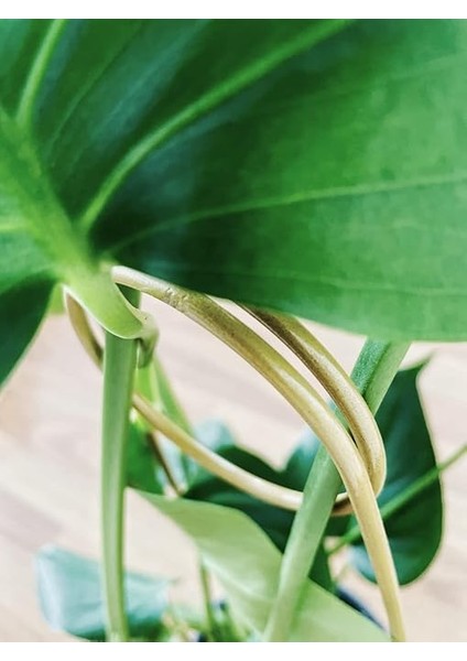 Destek Çubuğu – Siyah Metal Kancalıiğne Model, 65 Cm, Sarmaşık ve Büyük Yapraklı Bitkiler Için modelleri