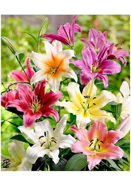 Karışık Renk Kokulu Lilyum (Zambak) Çiçeği Soğanı 2 Adet modelleri