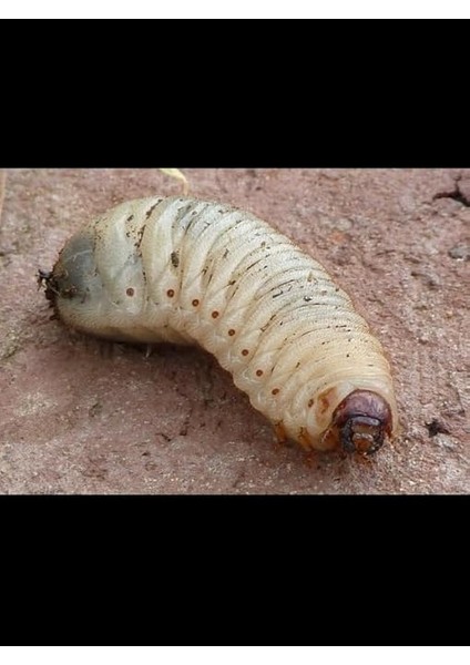 Adet Çiçek ve Bitki Topraklarındaki Zararlılar Için Önleyici ve Temizleyici Haşere Ilacı indirimleri
