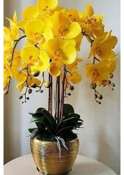 Look Pastel Sarı Renkli Orkide Çiçeği Tohumu 10 15 Adet TH-2022DSHNGLKTHM007