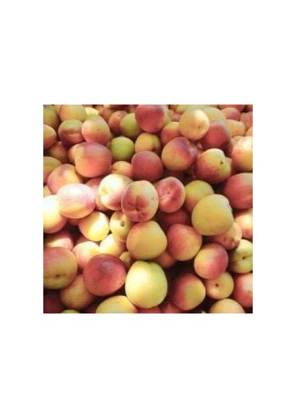 Paket Tüplü Aşılı Yarı Bodur Ziraat Şekerpare Kayısı Fidanı