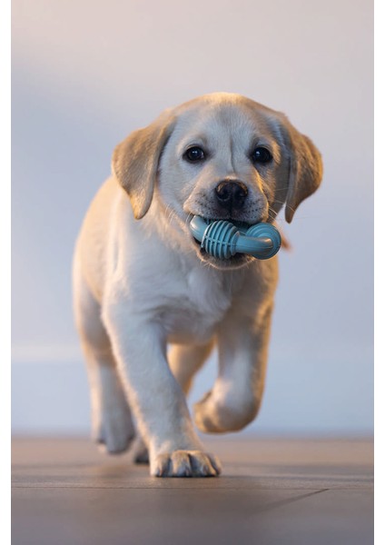 Nrtmsa Beeztees Yavru Köpek Diş Oyuncağı, Içi Dolu Halka, Kauçuk, Yeşil, 8cm fırsatları