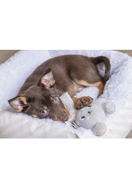 Nrtmsa Beeztees Yavru Köpek Oyuncağı, Tavşan, Peluş, Gri, 15X9X4CM modelleri