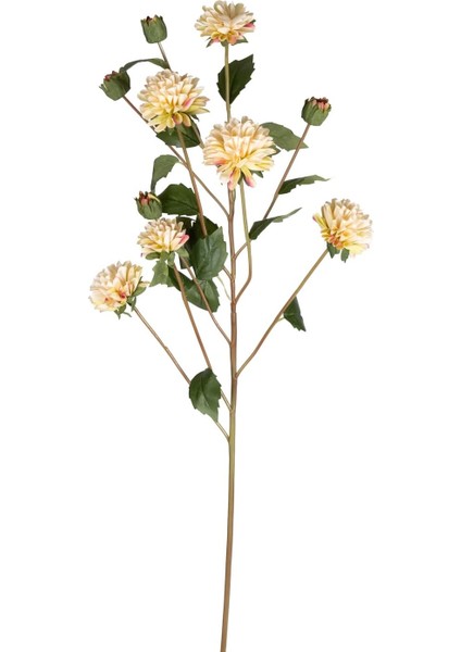 Krizantem Krem 77 Cm.