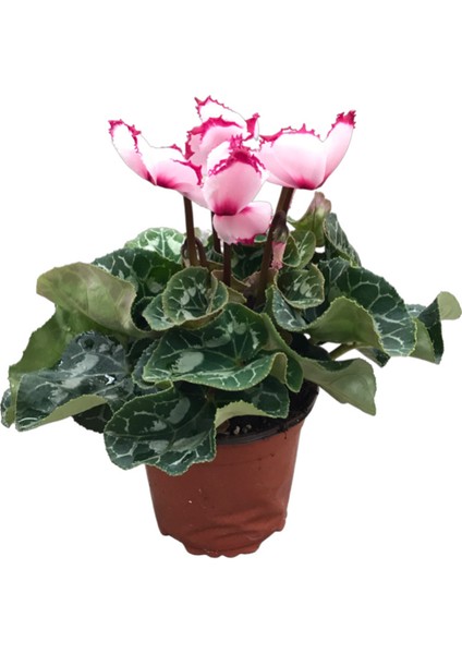 Cyclamen Persicum 'Pink Splash' (Sıklemen Çiçeği)