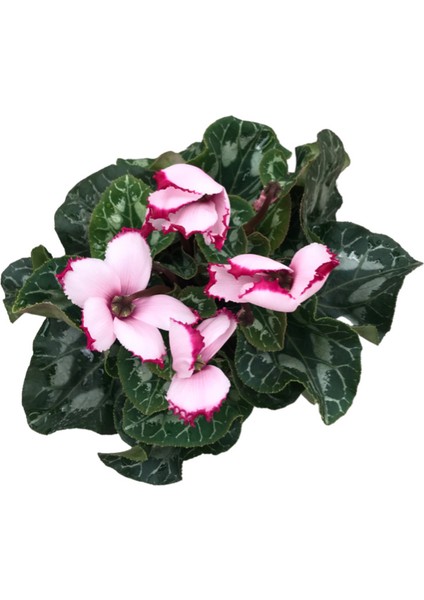 Cyclamen Persicum 'Pink Splash' (Sıklemen Çiçeği) fiyatları