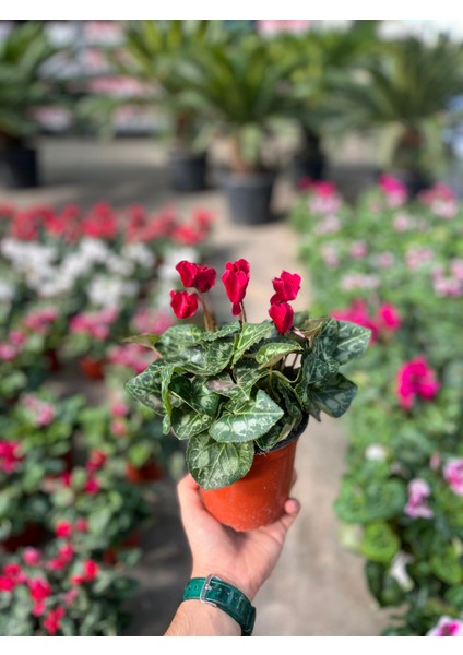 Cyclamen Persicum 'Burgundy' (Sıklamen Çiçeği) modelleri
