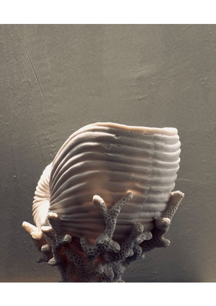 Dekoratif Spiral Deniz Kabuğu Biblo – 30X25 cm Ev & Ofis Dekorasyonu modelleri