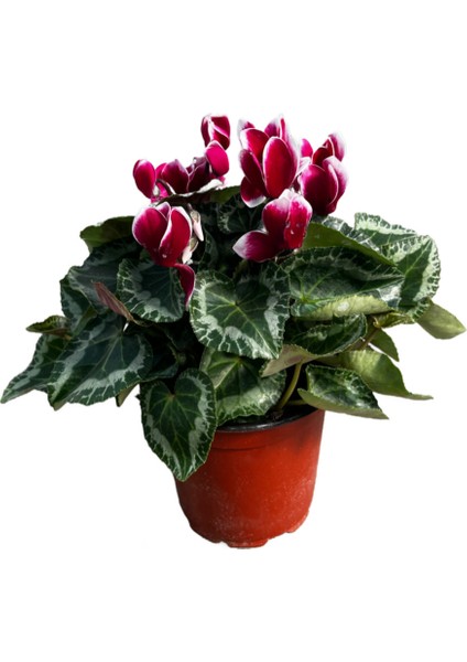 Cyclamen Persicum 'Burgundy - White' (Sıklamen Çiçeği)