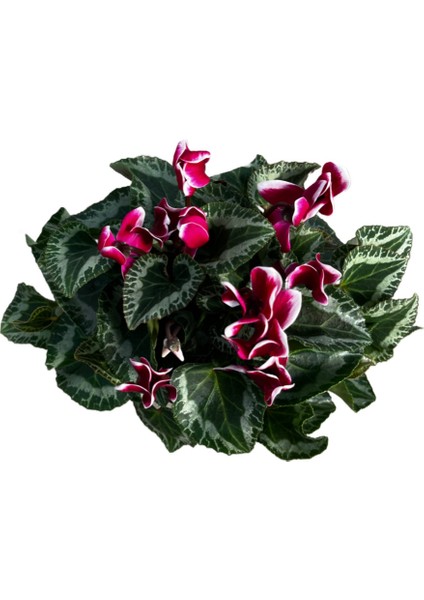 Cyclamen Persicum 'Burgundy - White' (Sıklamen Çiçeği) fiyatları