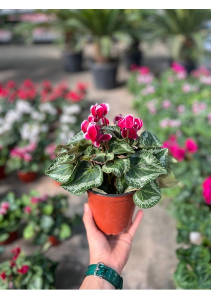Cyclamen Persicum 'Burgundy - White' (Sıklamen Çiçeği) modelleri