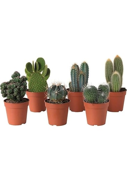 Cactea 1221 Kaktüs Toprağı, 5lt modelleri