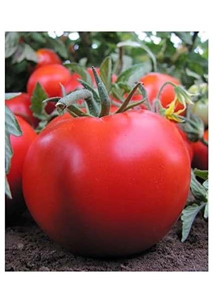 Tarım Ata Tohumu Yerli Sofralık Domates 100 Adet Tohum