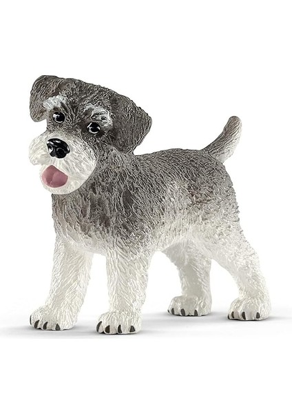 World-Minyatür Schnauzer