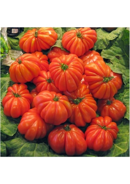 Ithal Antik Domates Tohumu 10 Adet Tohum